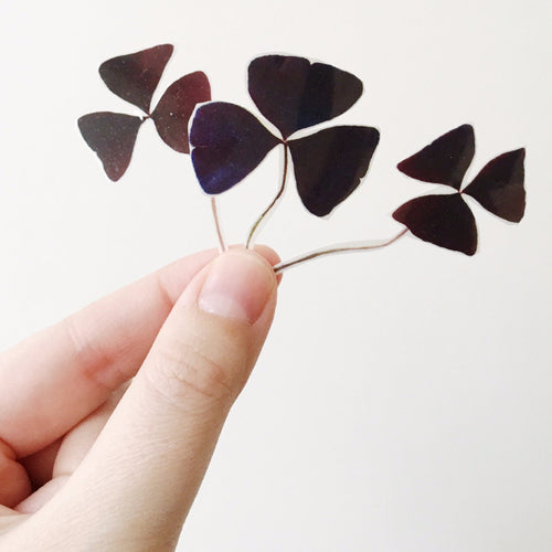 Sophie Clowders botanical oxalis purple clover leaf temporary tattoo for Modern Craft